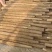 铁杆山药