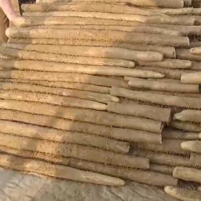 铁杆山药
