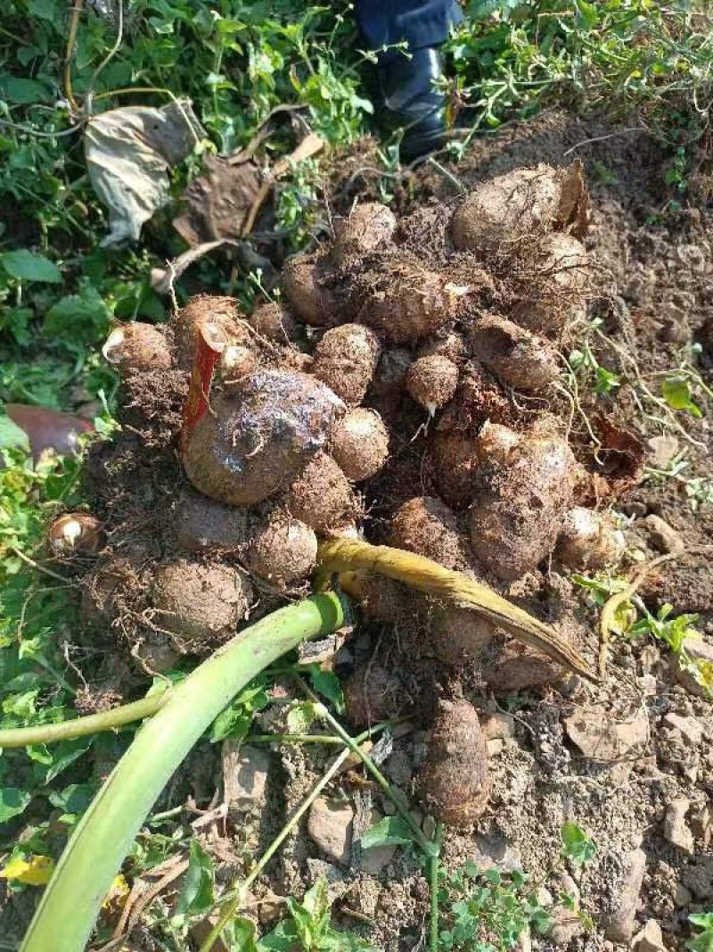 贵州六盘水毛芋头