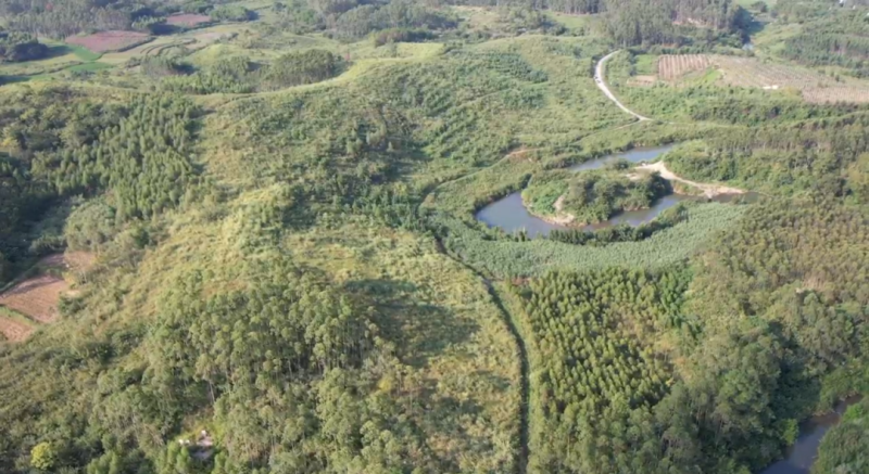 柳州市鱼峰区里雍镇龙团村竹壮屯约66亩林地经营权流转项目