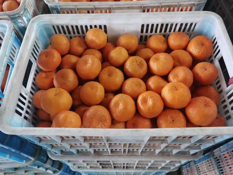 椪柑沃柑甘平果面表皮干净无伤无疤果形端正口感好甜度高