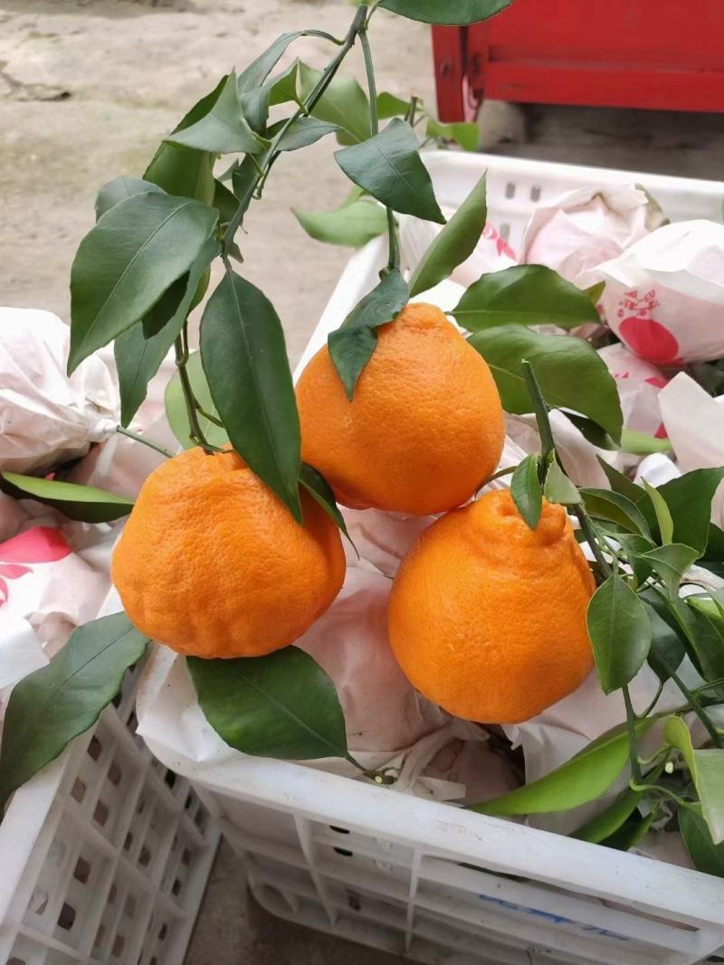 早熟耙耙柑明日见甘平耙耙柑阿蜜达口感爆汁