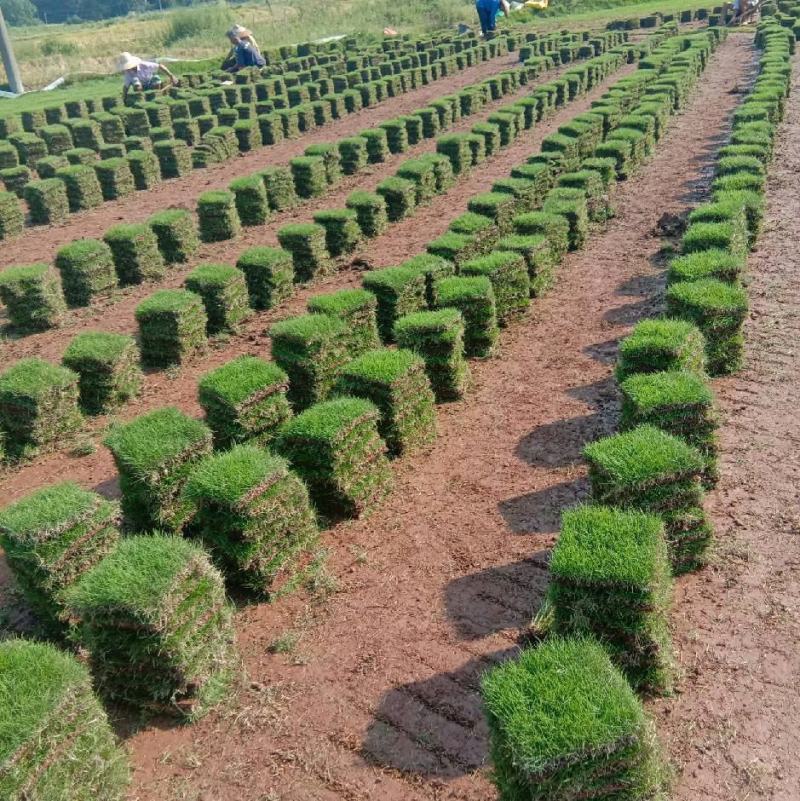 【推荐】湖南草坪绿化草坪存活率高基地直发量大从优欢迎电联