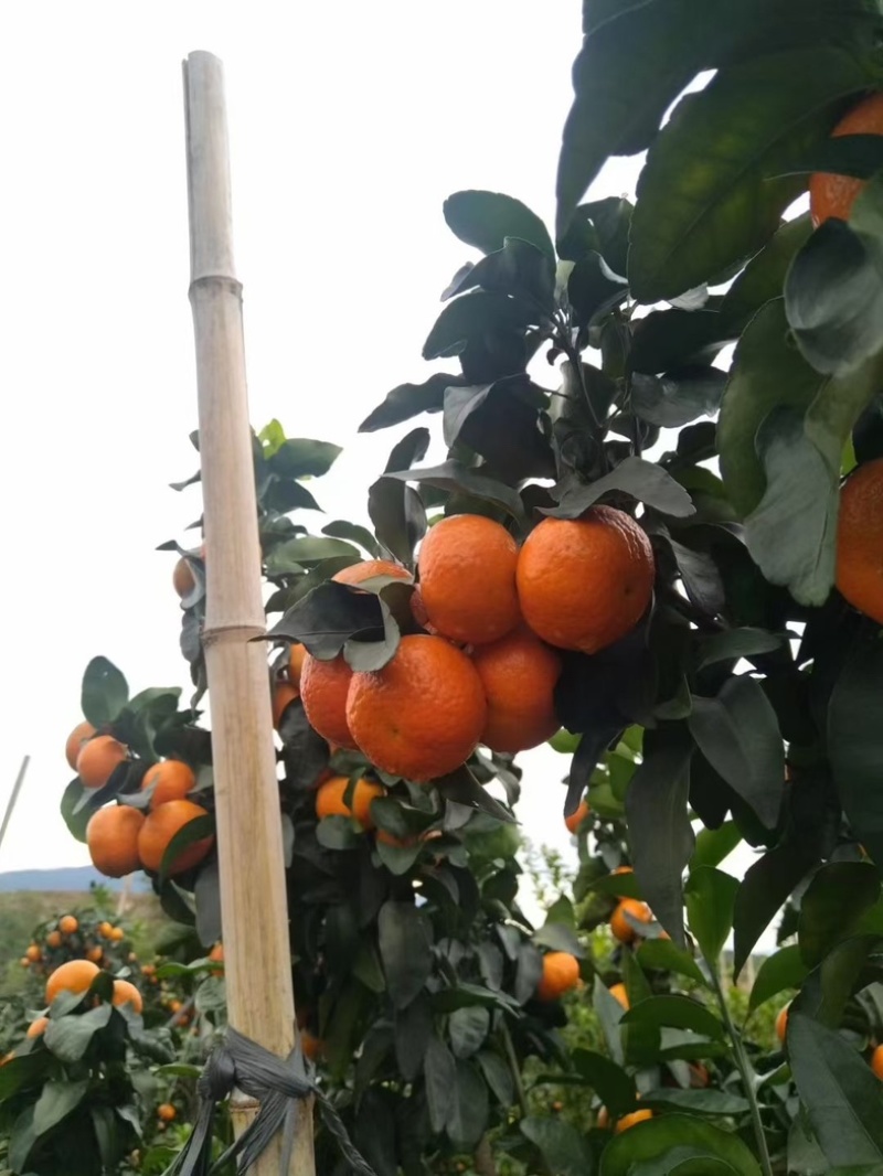 正宗广西砂糖橘应季水果，5斤/9斤整箱一件代发包邮