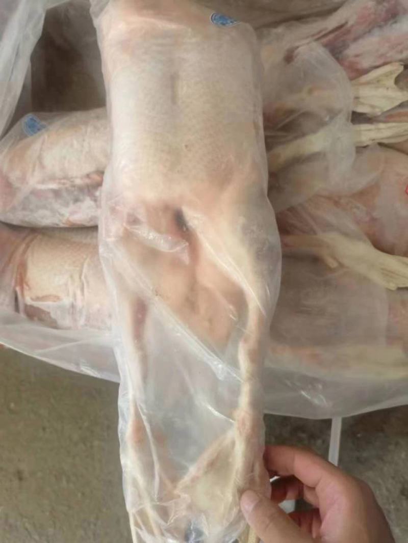 山东全鸭北方俗称雁鹅全净膛半净膛都有肉质鲜美货源充足