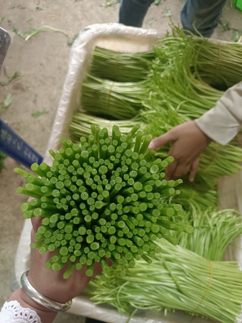 精品藜蒿