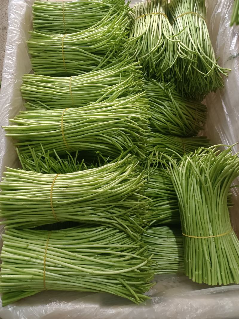 精品藜蒿