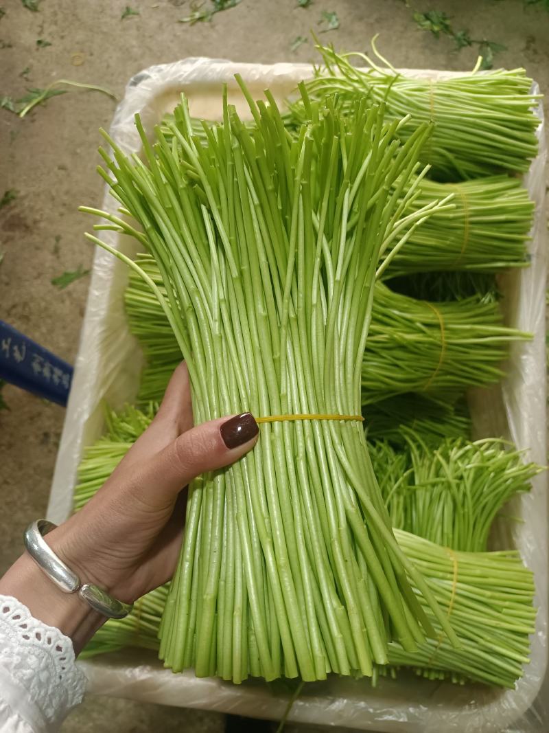 精品藜蒿