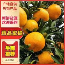 【推荐】湖北丹江口蜜橘大量上市新鲜采摘欢咨询对接批发市场