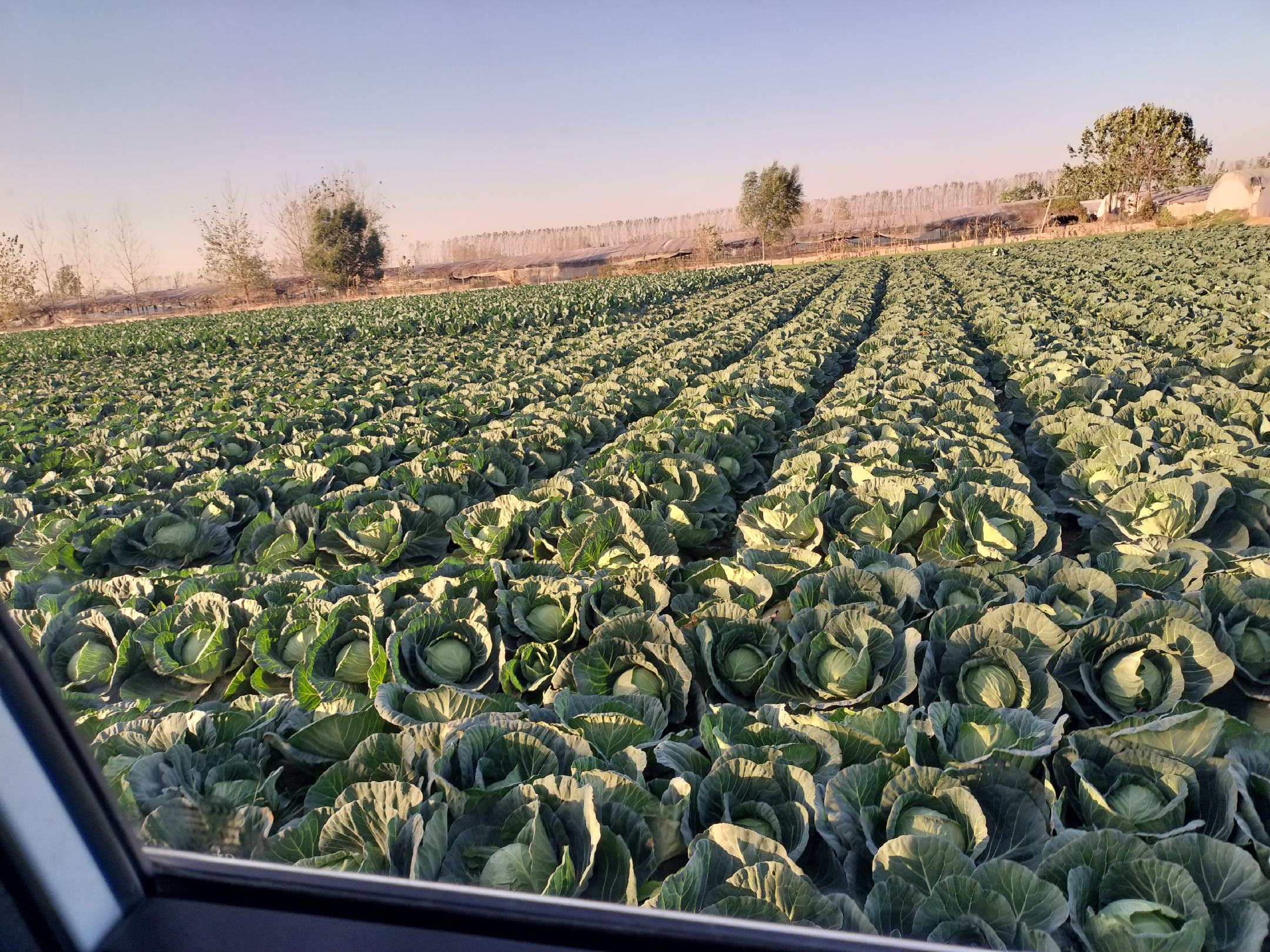菜花采收过程实景拍摄 菜花采收现场图