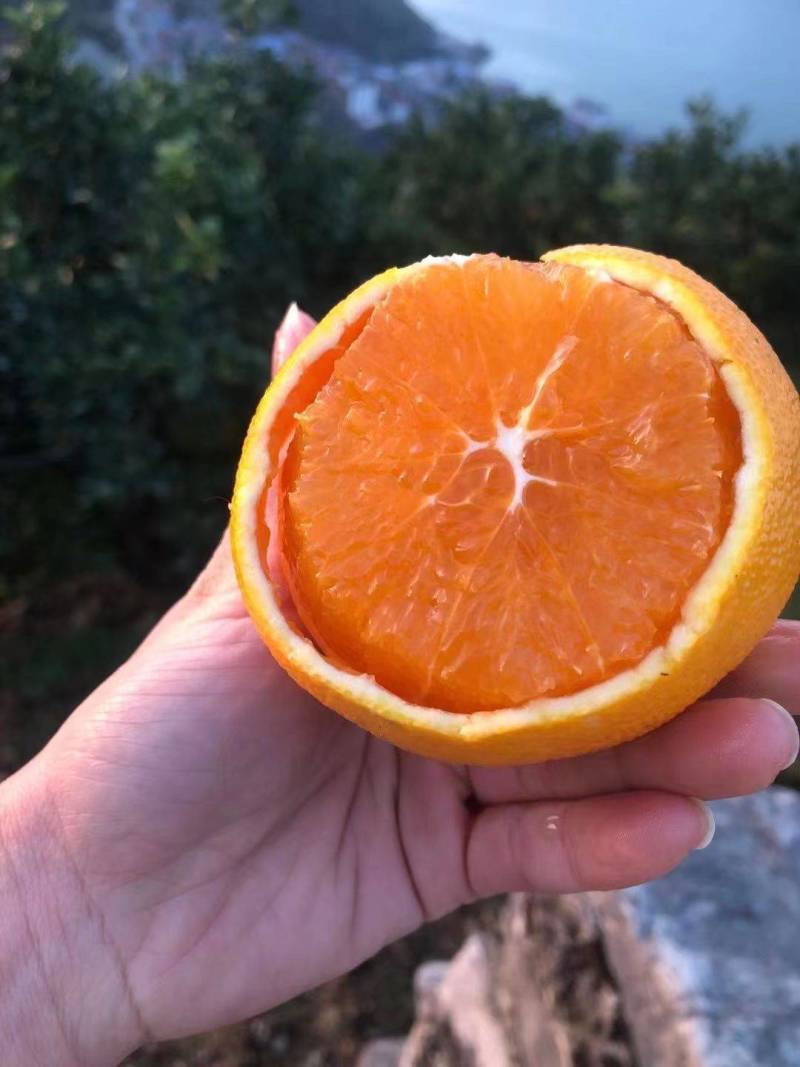 湖北秭归九月红脐橙化渣味甜九月红果冻橙果园看货现摘