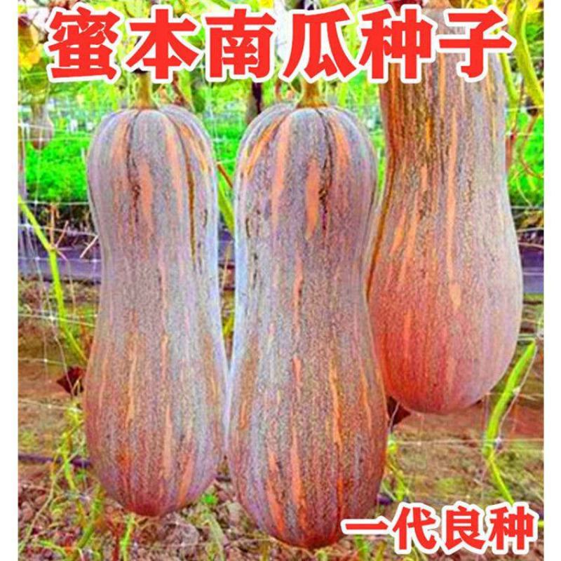 粤红蜜本南瓜种子超甜粉面南瓜早熟高产耐贮运四季蔬菜种子