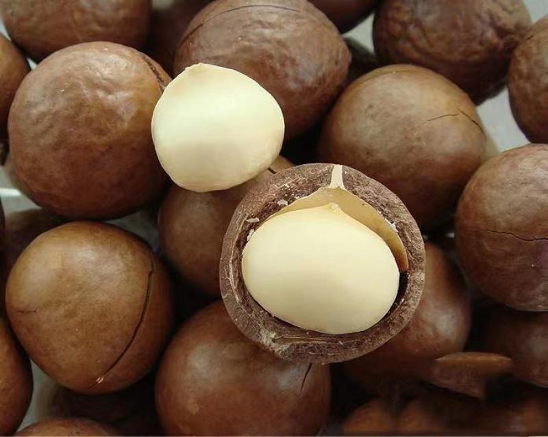 云南夏威夷坚果大量上市，承接一件代发，量大从优…