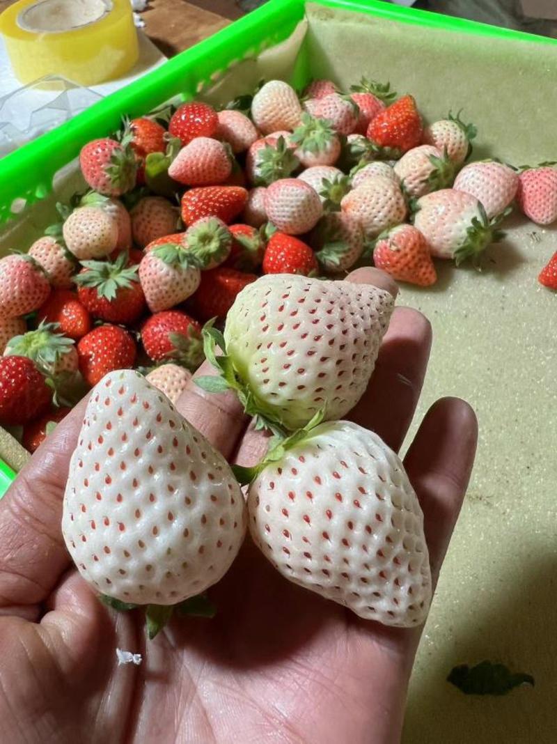 精品白草莓大量供应代发全国量大从优欢迎来电
