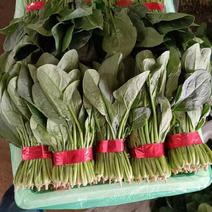 精品小梱菠菜，货量充足，山东泰安产地直供，全国可发