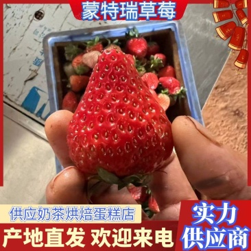 精品草莓大量上市产地直发供应奶茶店烘焙蛋糕店等