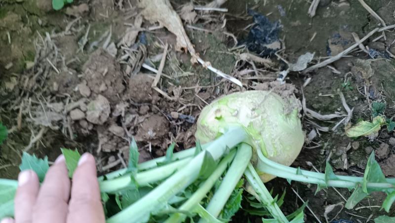 滕州芥菜，产地直销，欢迎全国咸菜厂，腌菜厂采购。