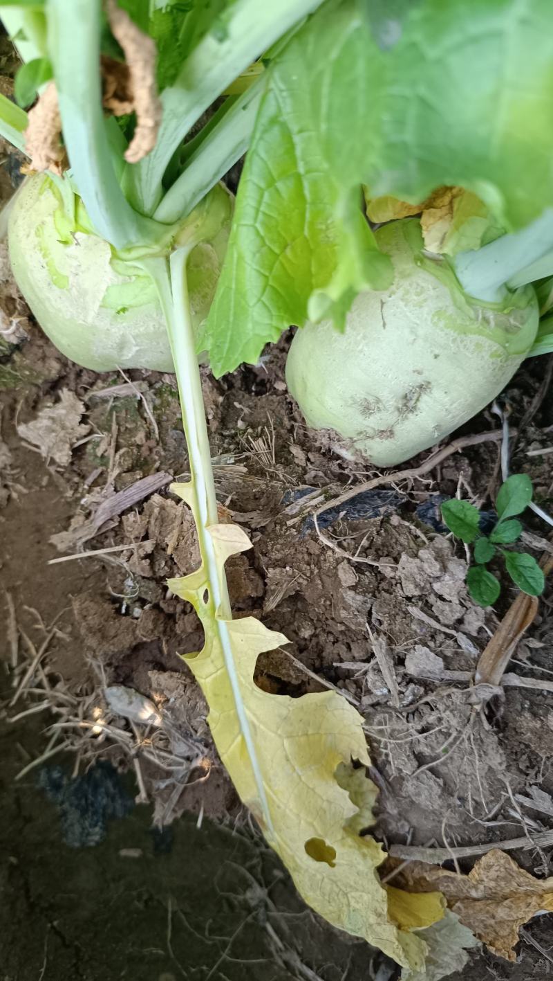滕州芥菜，产地直销，欢迎全国咸菜厂，腌菜厂采购。
