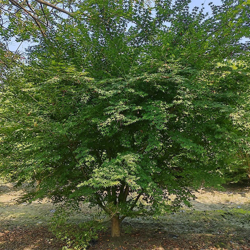 伟森园林苗圃直供鸡爪槭规格齐全树形优美