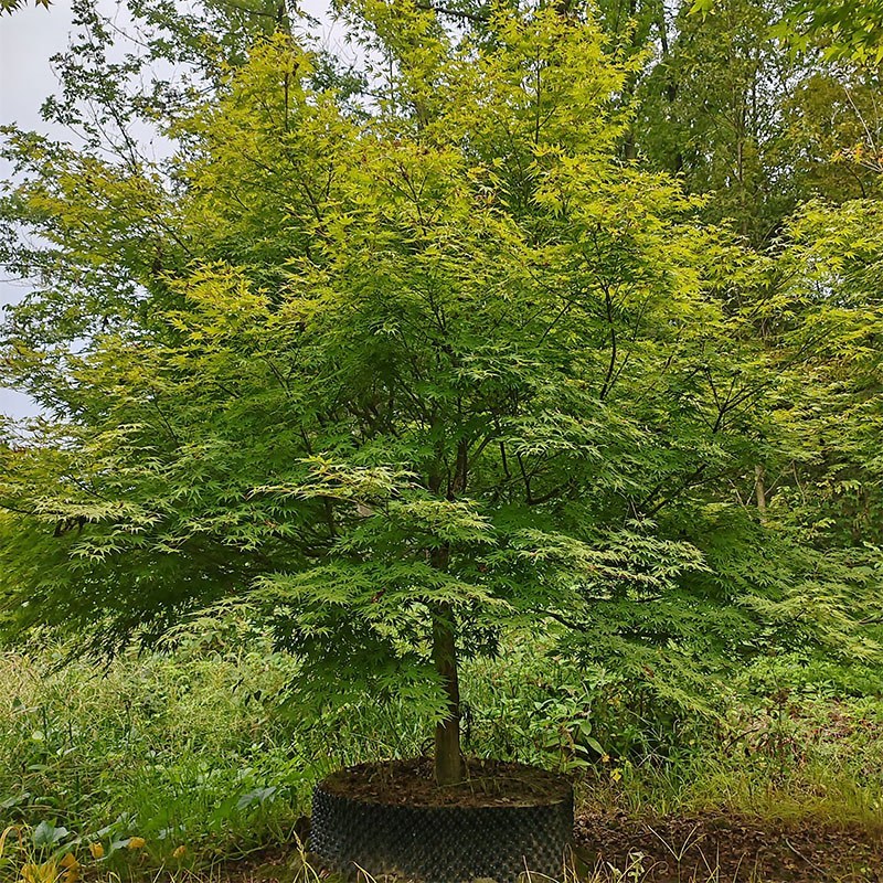 伟森园林苗圃直供鸡爪槭规格齐全树形优美