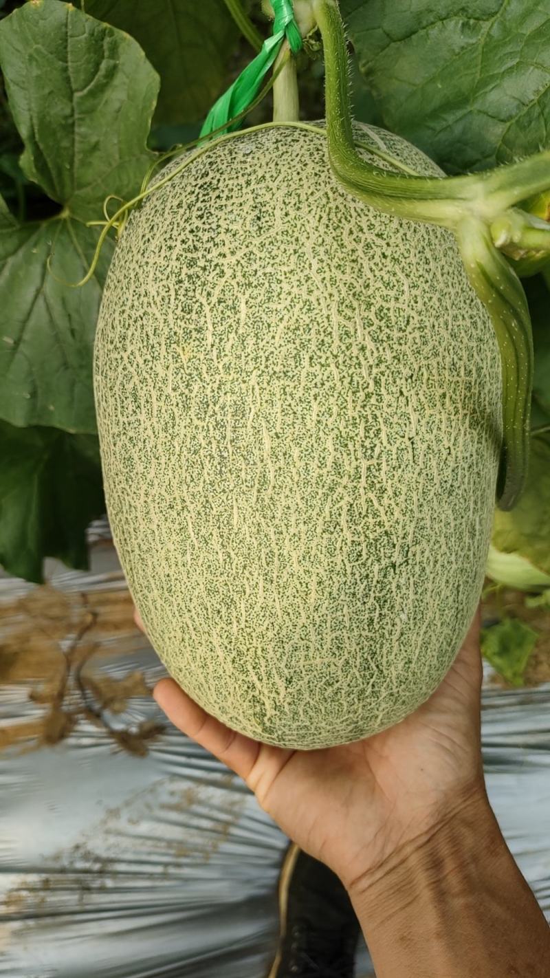 【推荐】广西哈密瓜大量上市产地直发品质有保证欢迎订购