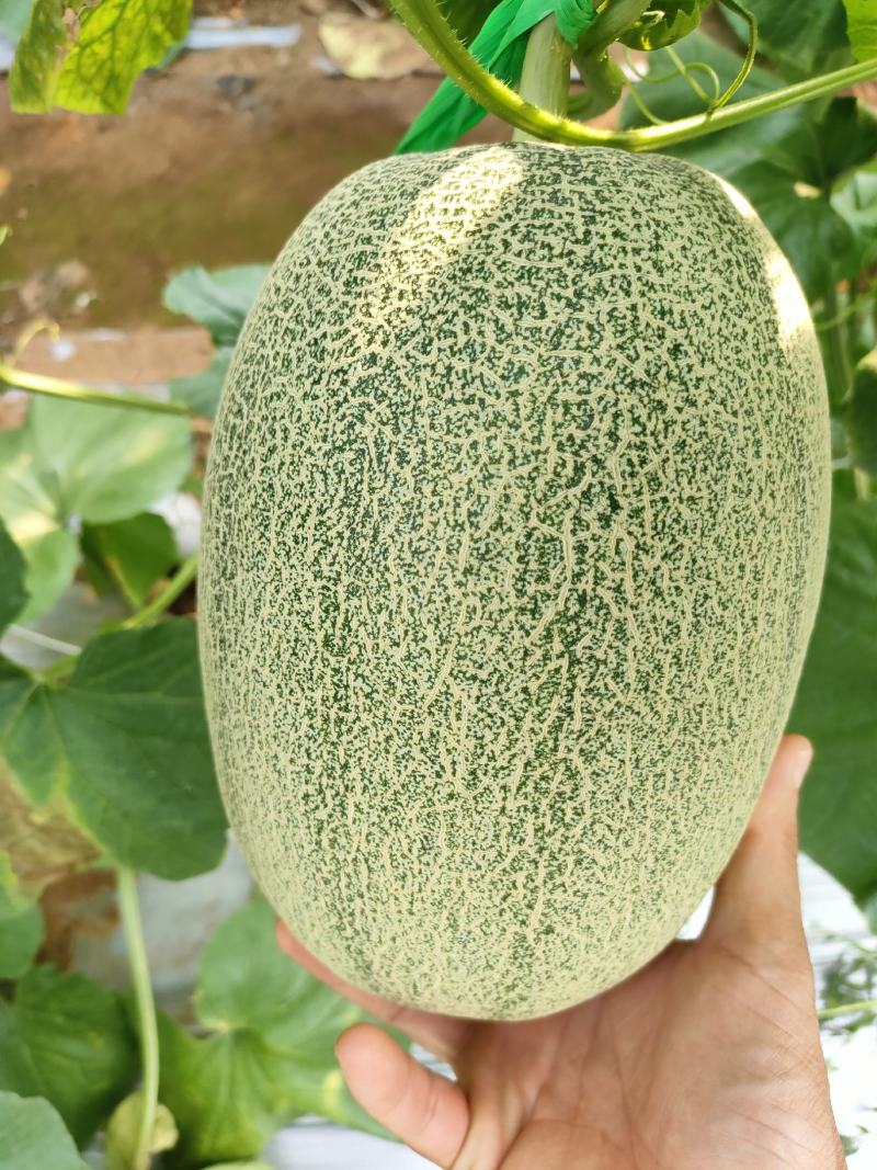 【推荐】广西哈密瓜大量上市产地直发品质有保证欢迎订购