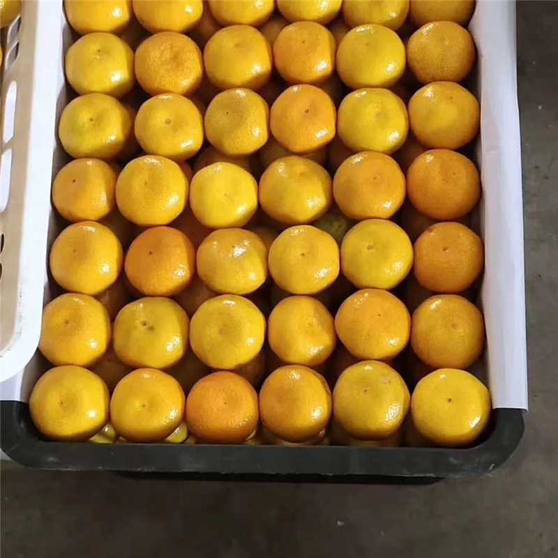 湖南常德蜜橘大量上市新鲜我司经营代办价格保质保量欢迎进店