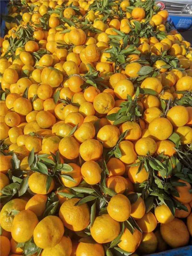 湖南常德蜜橘大量上市新鲜我司经营代办价格保质保量欢迎进店