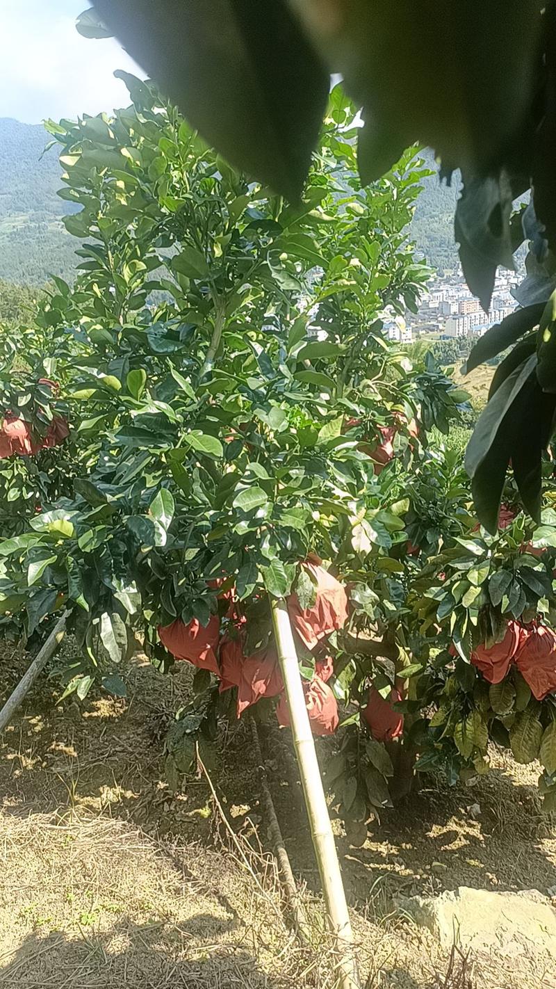 尤溪红柚