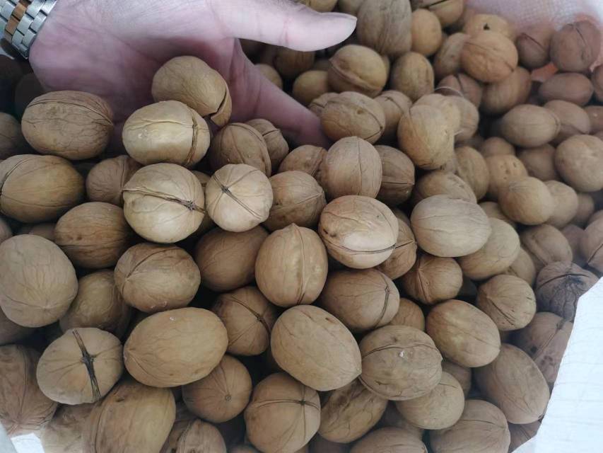 核桃叶片背面聚集大量蚜虫,导致外皮表面发黑并出现霉层 核桃蚜虫危害图示