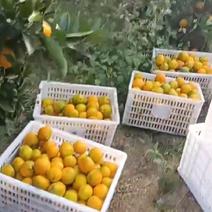 江西九江新鲜蜜橘子桔子10万斤开园，汁多味甜无渣，欢迎