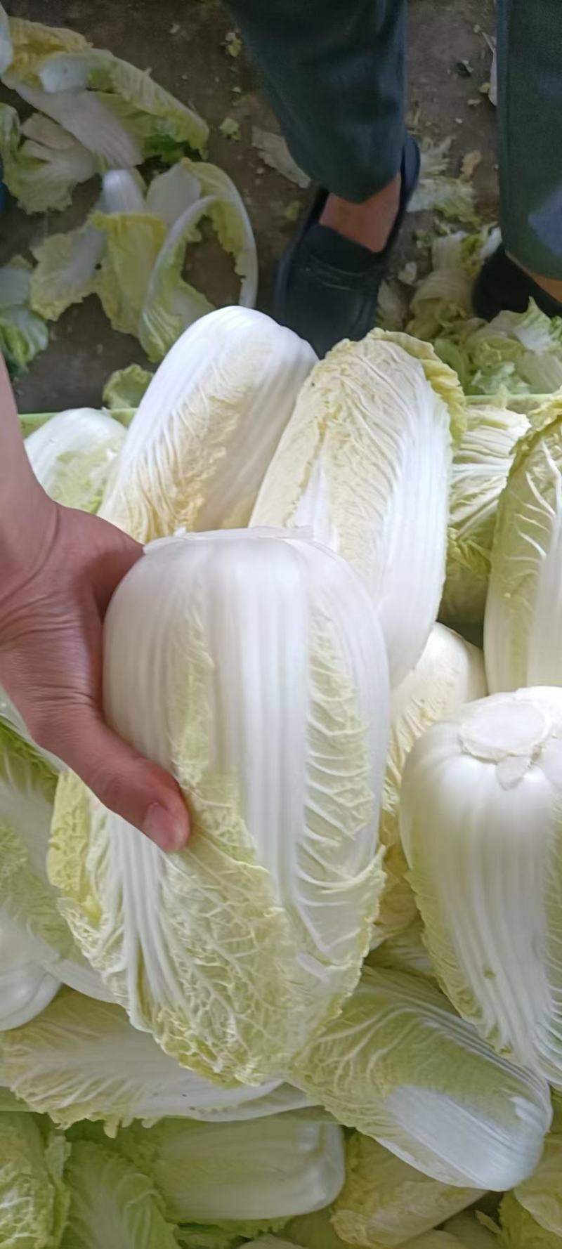 湖北宜城市娃娃菜大量供应，支持各种规格，各种包装，市场货
