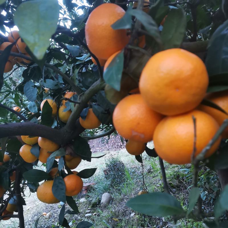 早中熟蜜橘和三峡纽荷尔脐橙