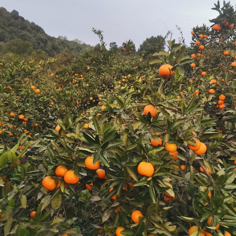 早中熟蜜橘和三峡纽荷尔脐橙