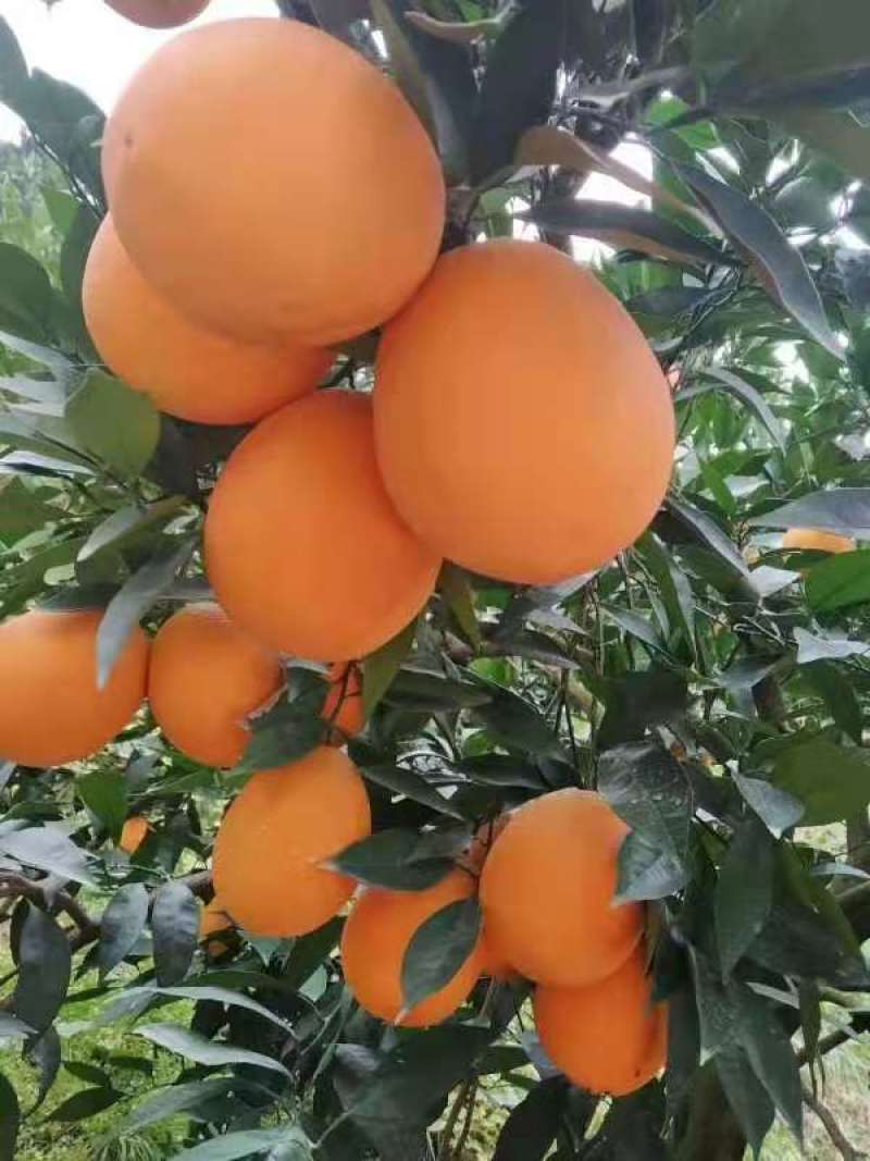 【纽荷尔】正宗湖北宜昌秭归，枝江纽荷尔，对接超市电商市场