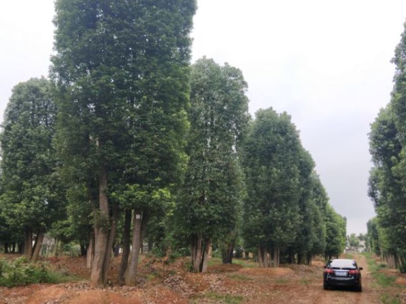丛生香樟，多杆香樟，移栽香樟，骨架香樟，骨架移栽香樟。