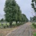 丛生香樟，多杆香樟，移栽香樟，骨架香樟，骨架移栽香樟。