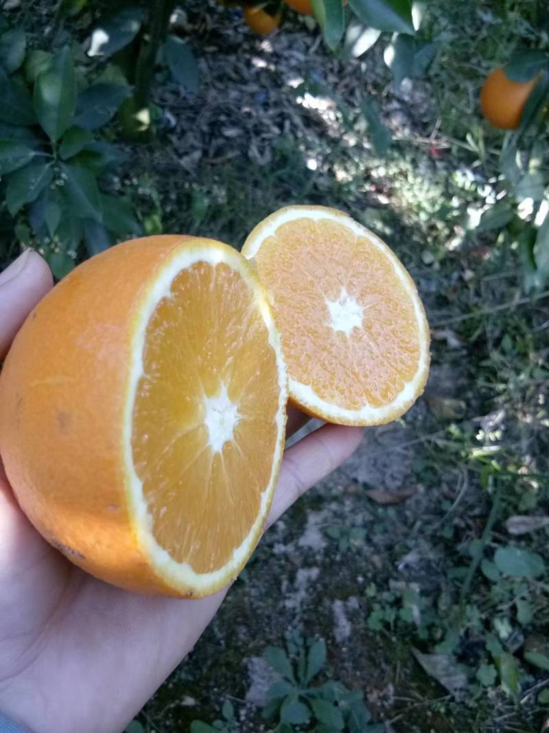 云南高原纽荷尔脐橙香甜多汁皮薄肉厚大量上市现摘现发