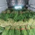 【大叶韭菜】精品韭菜量大从优产地直发批量出货！