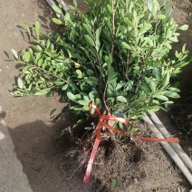 蚊母苗，蚊母，小叶蚊母，中华小叶蚊母苗，根须发达