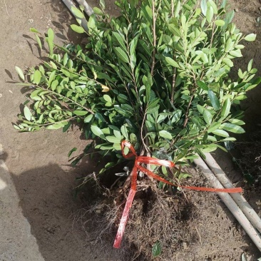 蚊母苗，蚊母，小叶蚊母，中华小叶蚊母苗，根须发达