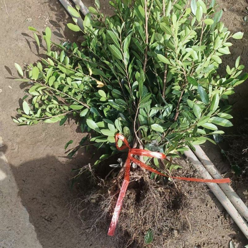 蚊母苗，蚊母，小叶蚊母，中华小叶蚊母苗，根须发达