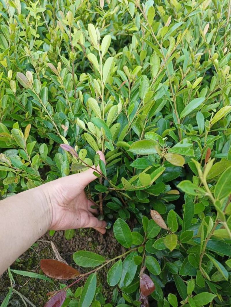 蚊母苗，蚊母，小叶蚊母，中华小叶蚊母苗，根须发达