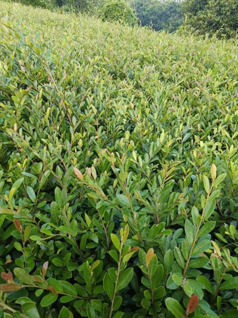 蚊母苗，蚊母，小叶蚊母，中华小叶蚊母苗，根须发达