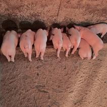 生猪养殖场直销长白猪苗小猪苗幼崽育肥种母猪可食用猪