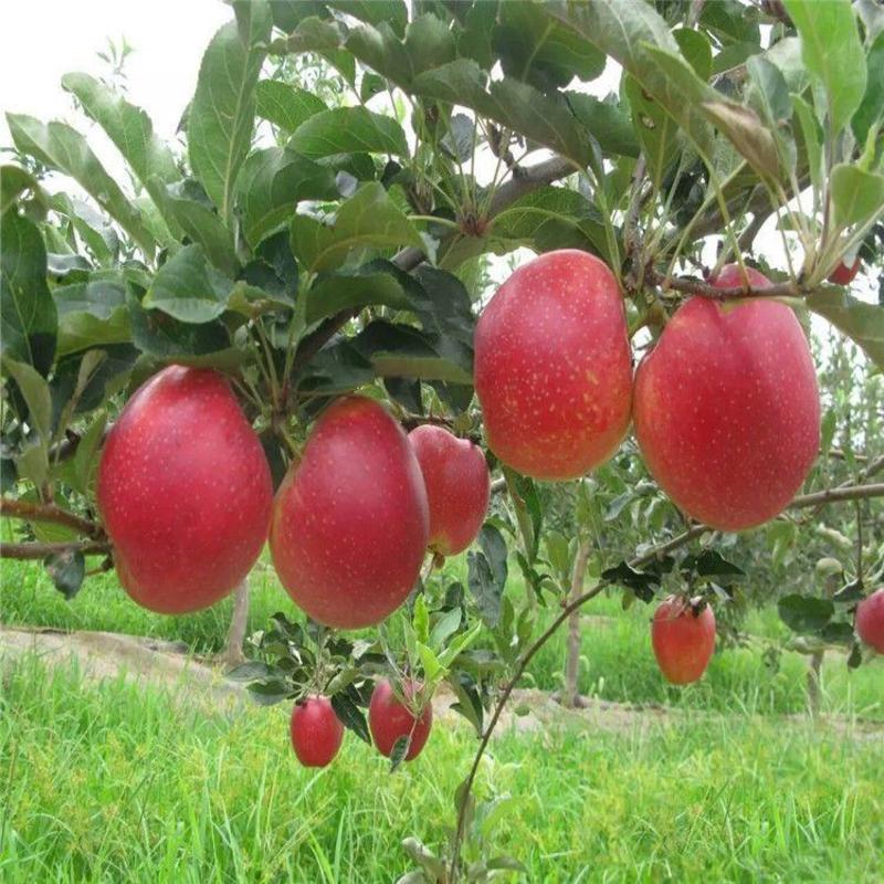 鲁丽苹果苗嫁接苗南北栽种品种保证现挖现发根系发达包活
