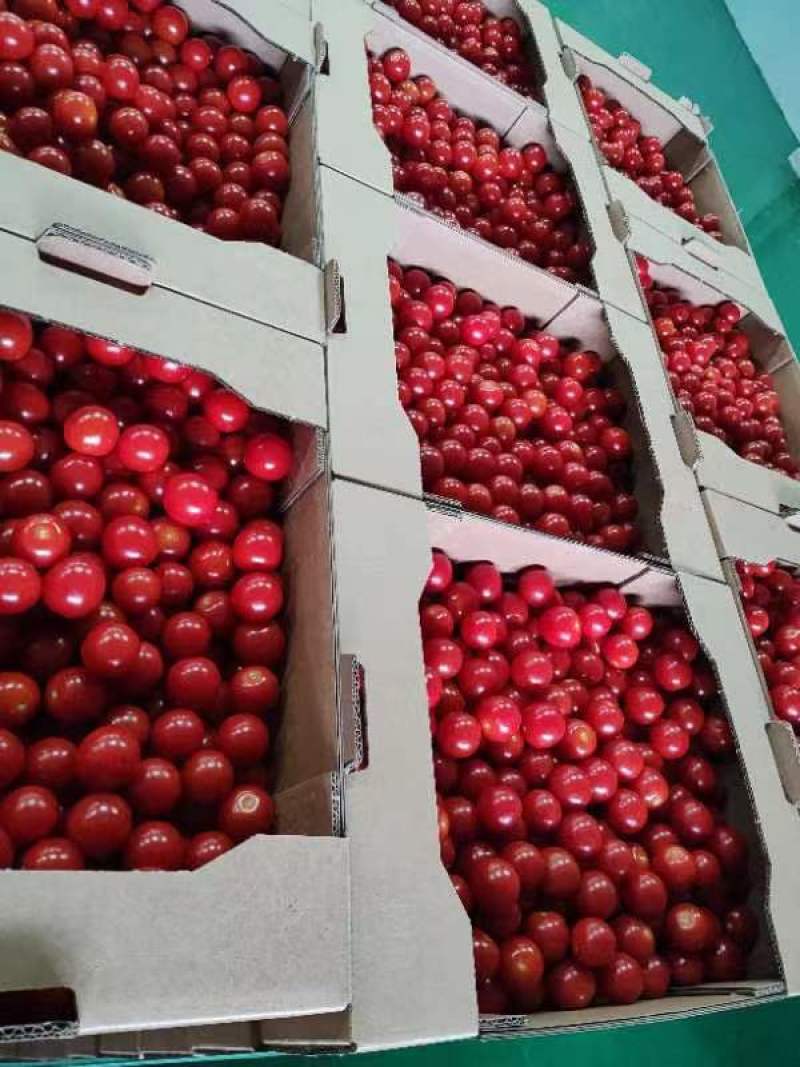 风味番茄散粒