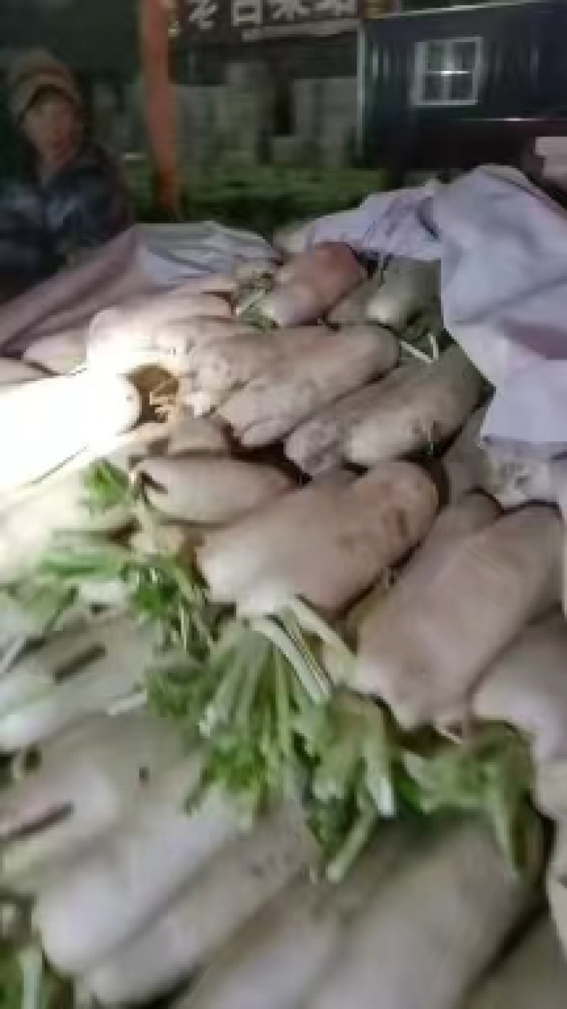 白萝卜，山东聊城优质白萝卜，货多量大价格便宜