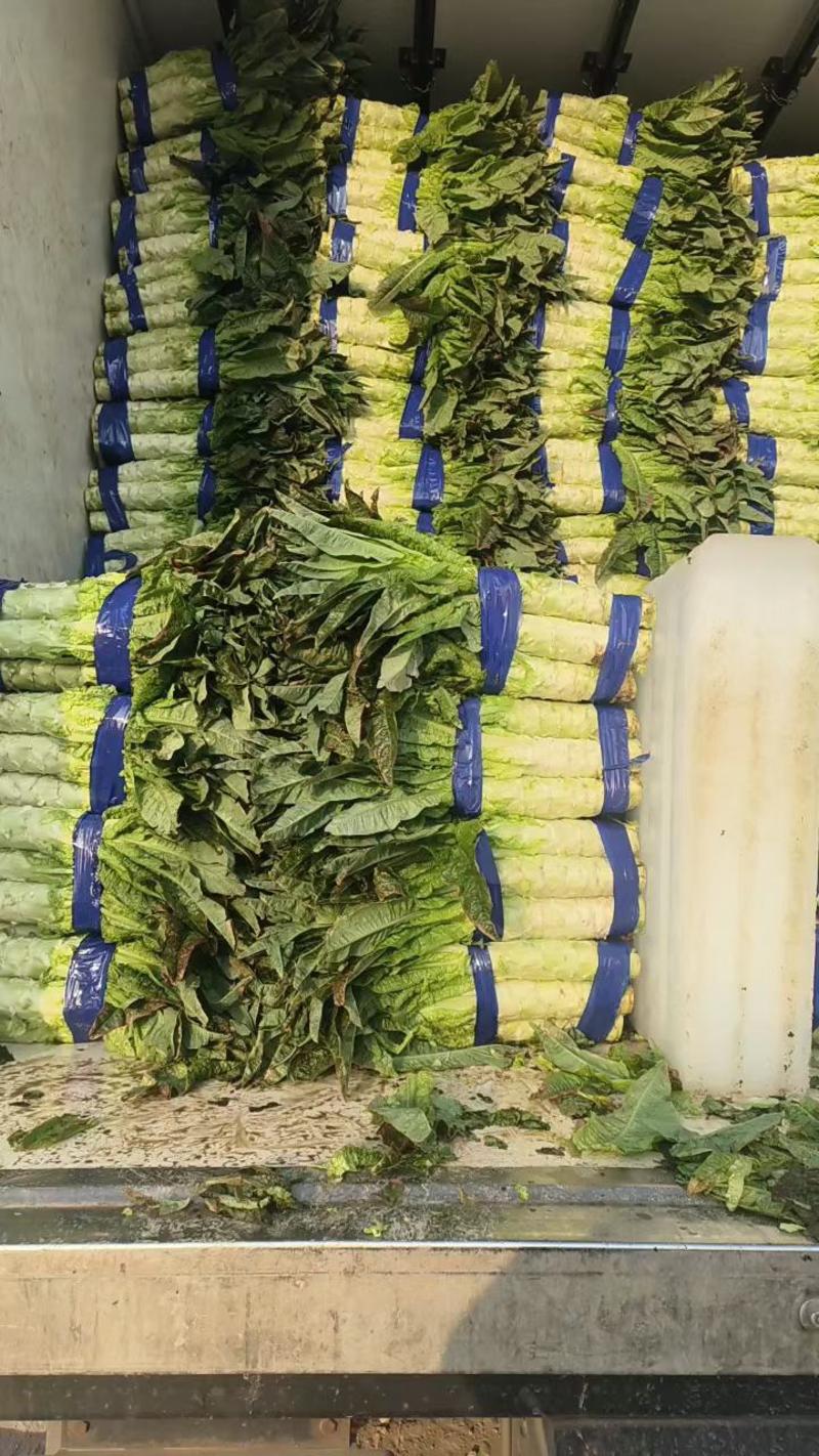安徽红尖叶莴苣莴苣承接商超社团供货代收代发全国市场