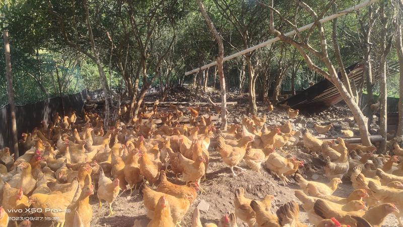 仙居土鸡整鸡公母鸡均有农户养殖欢迎电联